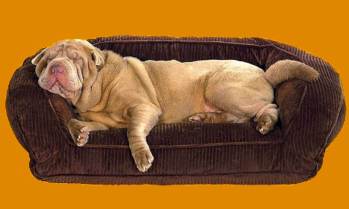 спальное место для собаки, купить лежак для собаки