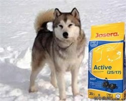 Josera Dog Active (Йозера Актив) корм для собак
